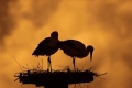Storchennest_sonnenuntergang