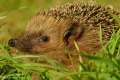 Igel