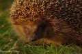 Igel