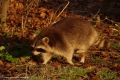 Waschbär