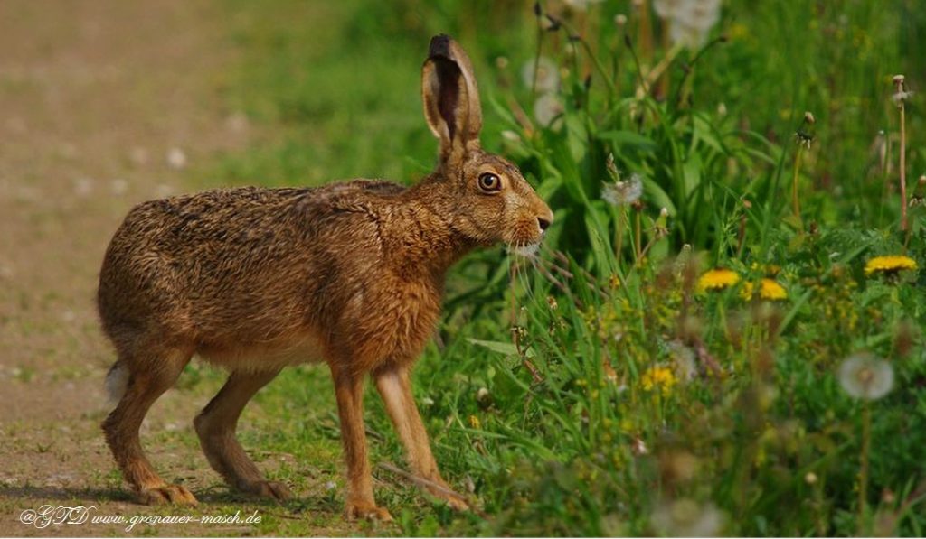 Feldhase
